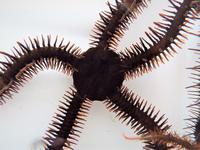Dscn4040 Starry eyes on the reef: colour-changing brittle stars can see